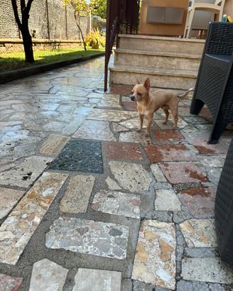 Chihuahua maschio disponibile per monta
