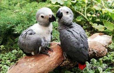 Pappagalli Cenerino DA IMBECCO