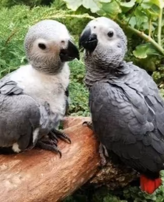 Pappagalli Cenerino DA IMBECCO