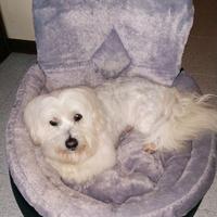 Trasportino/Seggiolino Auto Cane