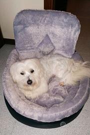 Trasportino/Seggiolino Auto Cane