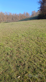 Terreno agricolo 6 ettari