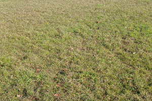 Terreno agricolo 6 ettari