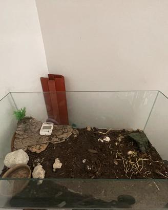 Tartarugario