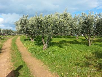 Terreno Contrada Settipani