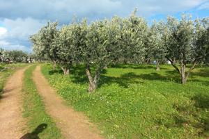 Terreno Contrada Settipani
