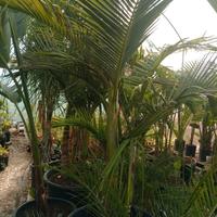 piante tropicale da frutto e ornamentale 