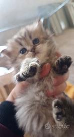 Gatti- gattini-golden-persiani-cuccioli