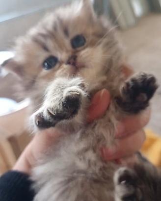 Gatti- gattini-golden-persiani-cuccioli