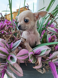 Chihuahua maschio pelo corto