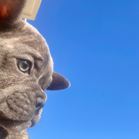 Stupendo cucciolo maschio di bulldog francese