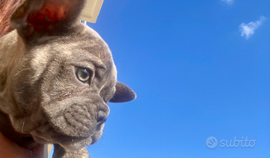 Stupendo cucciolo maschio di bulldog francese