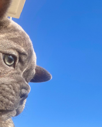 Stupendo cucciolo maschio di bulldog francese