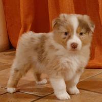 Cuccioli di Pastore Australiano