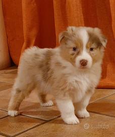 Cuccioli di Pastore Australiano