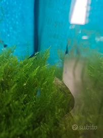 Neocaridine Davidi Blue Dream