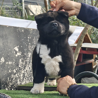 Akita Americano