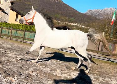 Cavallo Hispanoarabe