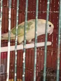 Coppie di inseparabili