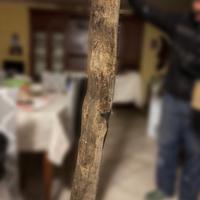 Tronco in ginepro (zinnibiri)