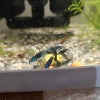 Gambretto caridine shrimp