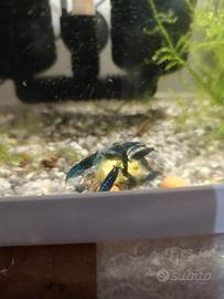 Gambretto caridine shrimp