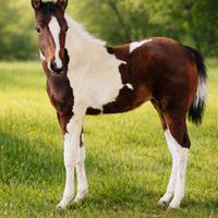 Splendida puledra american paint horse
