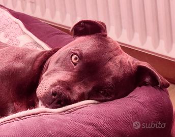 Staffordshire bull terrier per monta