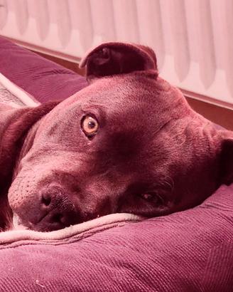 Staffordshire bull terrier per monta
