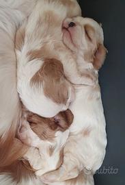 Cavalier king charles spaniel