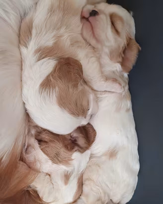 Cavalier king charles spaniel