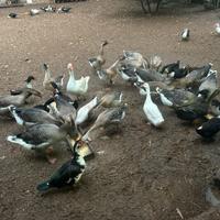 Oca cignoide e oca di tolosa