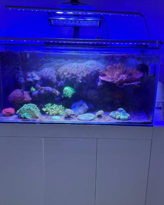 Acquario Marino Reef