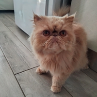 Gatto Persiano
