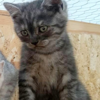 Cuccioli di scottish straight