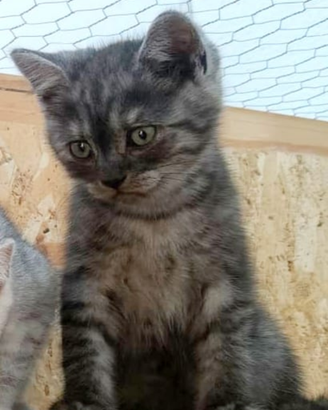 Cuccioli di scottish straight