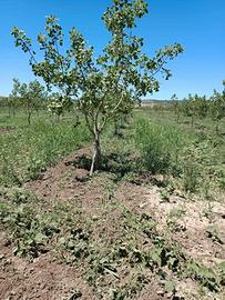 Vendita terreno Agricolo