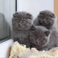 Scottish Fold /Straight