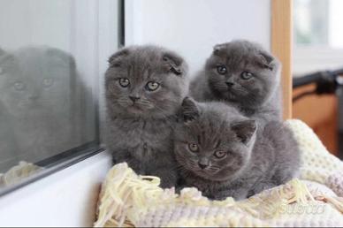 Scottish Fold /Straight