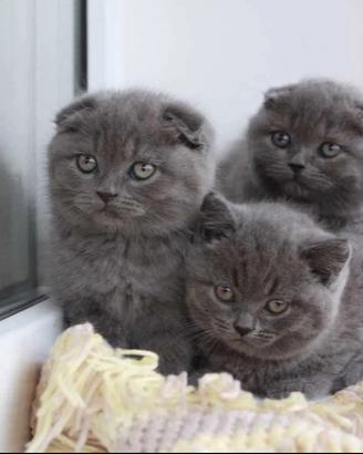 Scottish Fold /Straight