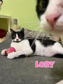 Lory gattina bianconera di 2 anni