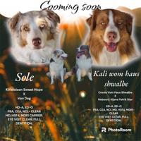 Cucciolo Pastore australiano