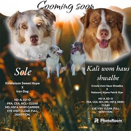 Cucciolo Pastore australiano