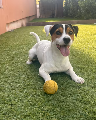 Jack russel per accoppiamento