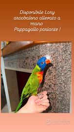 Lory arcobaleno allevato a mano parlante