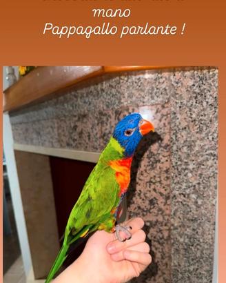 Lory arcobaleno allevato a mano parlante