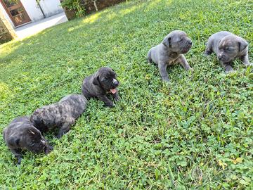 Cuccioli di cane corso