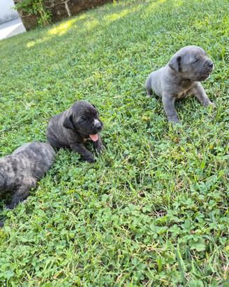 Cuccioli di cane corso
