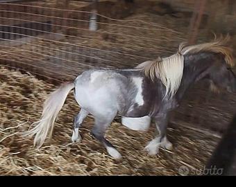 mini pony 