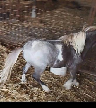 mini pony 